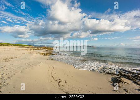 playa de Es Dolç, Son Real, bahia de Alcudia, Santa Margarida, Mallorca, balearic islands, spain, europe. Stock Photo