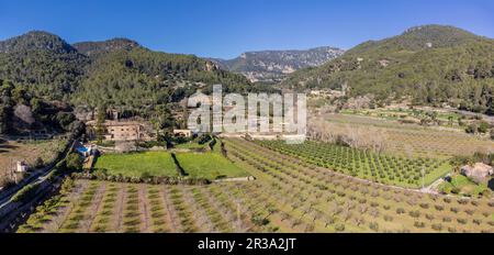 Son Brondo olive grove, typical Mallorcan variety, Valldemossa, Majorca, Balearic Islands, Spain. Stock Photo