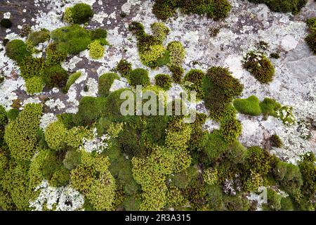 Wall covered with moss, close up Stock Photo