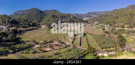 Son Brondo olive grove, typical Mallorcan variety, Valldemossa, Majorca, Balearic Islands, Spain. Stock Photo