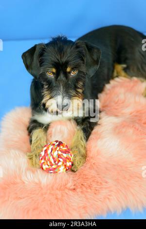 Wire-haired Dachshund-Terrier-Havanese crossbreed Stock Photo