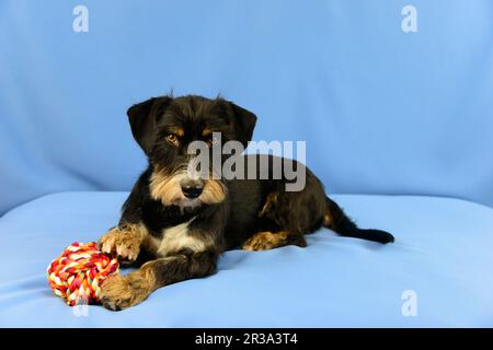Wire-haired Dachshund-Terrier-Havanese crossbreed Stock Photo