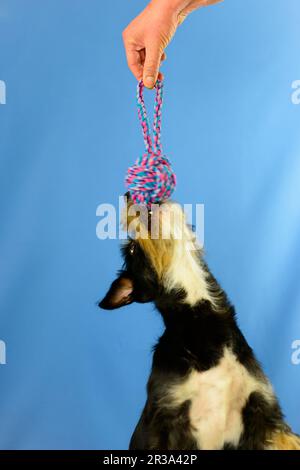 Wire-haired Dachshund-Terrier-Havanese crossbreed Stock Photo