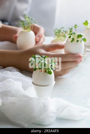 Microgreens in the eggshells, spring and easter concept Stock Photo
