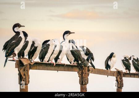 cormorants in the Costanera, Punta Arenas -Sandy Point-, Patagonia, Republic of Chile,. Stock Photo