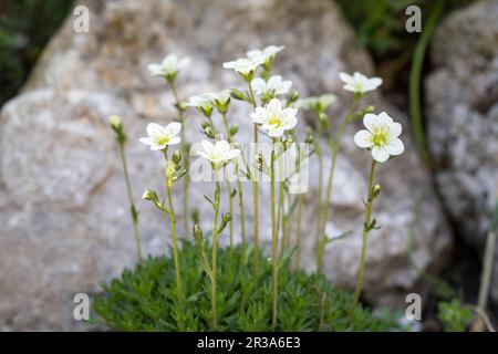 Moss saxifrage (Saxifraga arendsii) in the garden Stock Photo