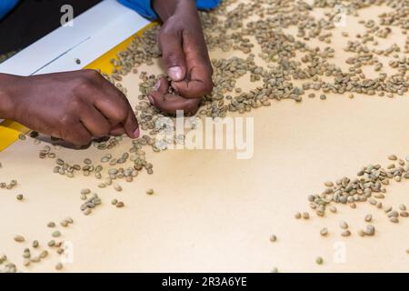 Raw Coffee Bean sorting and processing in a factory Stock Photo