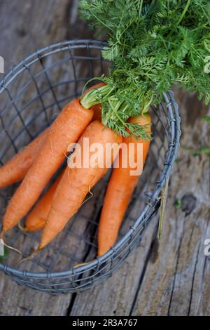 Carrots in a wire basket Stock Photo
