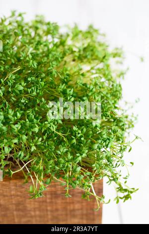 Fresh greens. Growing sprouts. Close-up of watercress salad microgreens in the wooden box. Sprouting Stock Photo