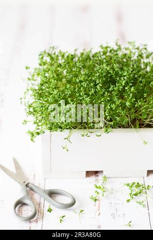 Fresh greens. Growing sprouts. Close-up of watercress salad microgreens in the wooden box. Sprouting Stock Photo