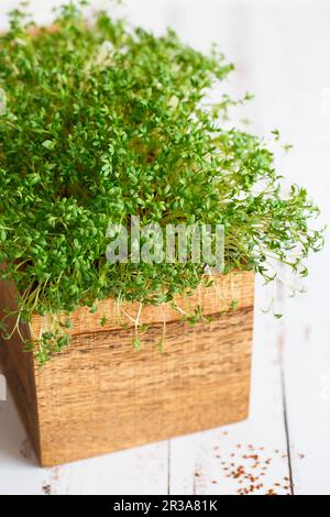 Fresh greens. Growing sprouts. Close-up of watercress salad microgreens in the wooden box. Sprouting Stock Photo