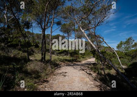 Punta De Ses Gatoves route, Mondragó Natural Park, Santanyí municipal area, Mallorca, Balearic Islands, Spain. Stock Photo