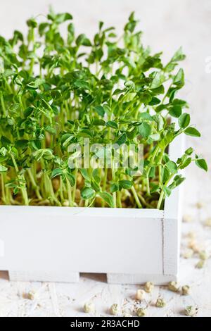 Close-up of peas microgreens in the white wooden box. Sprouting Microgreens. Seed Germination at hom Stock Photo