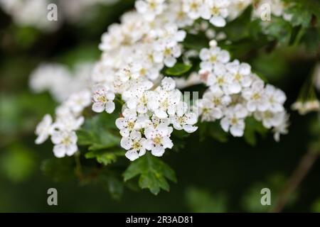 Crataegus monogyna, English Hawthorn flowers Stock Photo
