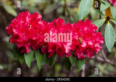 Rhododendron Black Magic crimson red flowers in springtime. Stock Photo