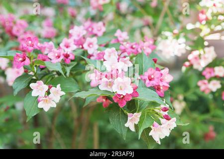 Linnaea amabilis, Kolkwitzia amabilis, beauty bush. Flowering bush Stock Photo