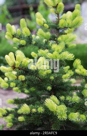 Conifer tree with bright new rising needles. Light green fir tree branch in spring. Forest, garden, Stock Photo