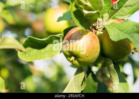Apple fruits growing on a apple tree branch in orchard. Apple ripening. variety of apples, apple orc Stock Photo