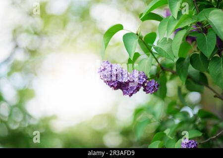 Floral natural background. Lilac flowers close up. Lilac flowers background. Macro image of spring l Stock Photo