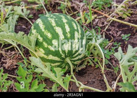 Growing watermelon on the field. Watermelon (Citrullus lanatus) in a vegetable garden Stock Photo