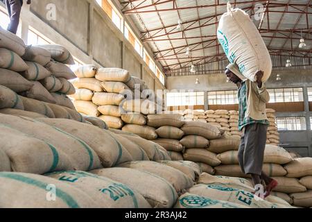 Workers carrying large bags of raw coffee beans, Men stacking large bags of coffee beans in a warehouse Stock Photo