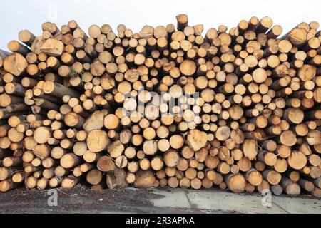 Wooden logs at a woodworking plant. Natural wood processing industry. Sale of timber and logs. Stock Photo