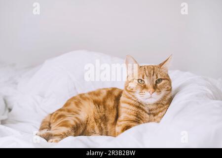 Ginger cat lying on bed at home Stock Photo