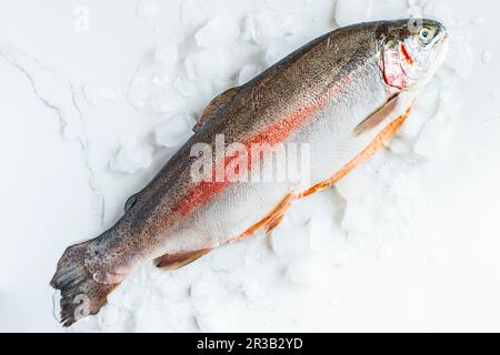 Rainbow Trout farmed in South Africa Stock Photo