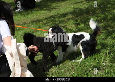 photo of two purebred dogs and a man in the park Stock Photo