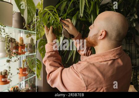 Man cleaning plant leaf with cloth at home Stock Photo