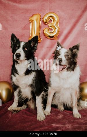 Border Collie dogs sitting in front of backdrop Stock Photo
