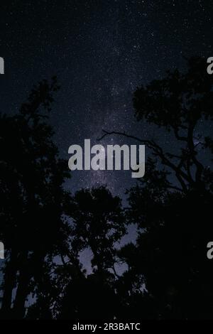 Silhouette of trees under night sky Stock Photo