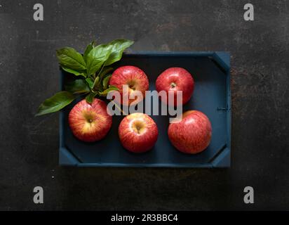 Fresh red Elstar apples in a wooden crate Stock Photo