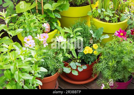 Green herbs and edible flowers cultivated in balcony garden Stock Photo