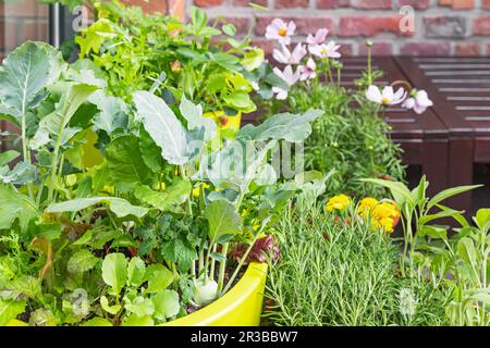 Green herbs cultivated in balcony garden Stock Photo