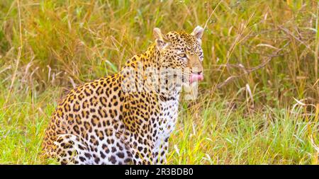 African Leopard walking in the grass Stock Photo