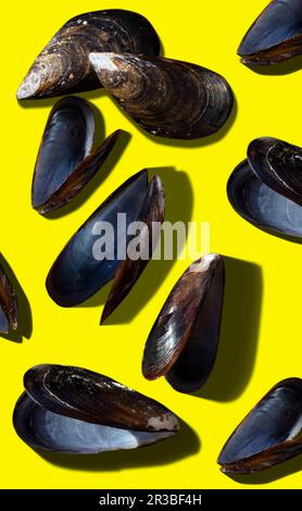 Empty mussel shells on a yellow surface Stock Photo