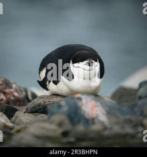 Sleeping Chinstrap penguin on a rocky beach in Antarctica. Eyes closed and looking funny. Stock Photo