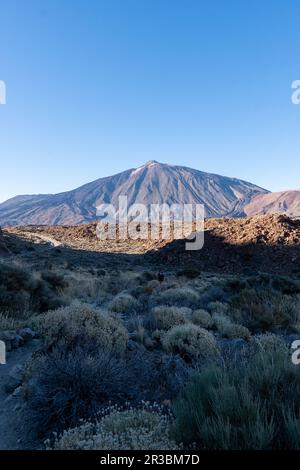 Barren dry tree branch with golden hour sunrise morning view on Pico del Teide volcano summit from Roques de Garcia, Mount El Teide National Park, Ten Stock Photo