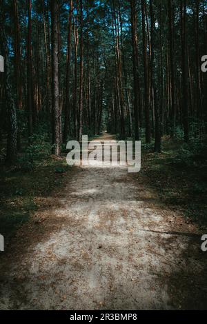 Path through the forest Stock Photo