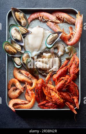 Asssortment of various raw seafood - shrimps, kiwi mussels, squid and crawfish Stock Photo