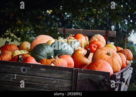 Different pumpkins on a wooden cart Stock Photo