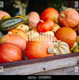 Different pumpkins on a wooden cart Stock Photo