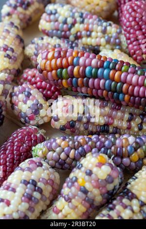 Lots of corn on the cob with colorful grains Stock Photo
