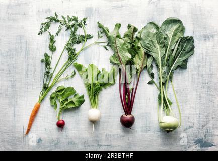 Fresh root vegetables with leaves (carrots, radishes, turnips, beetroot, kohlrabi) Stock Photo