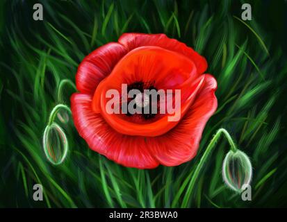 A Red Poppy, Digital Arts by Popova Josephine