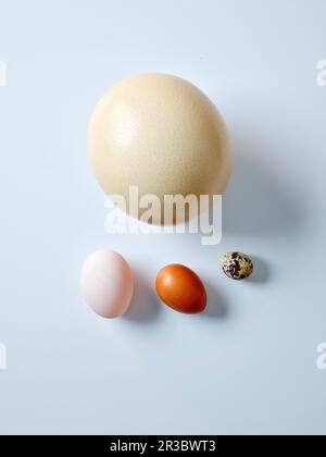 Various eggs from ostrich, duck, chicken, quail Stock Photo