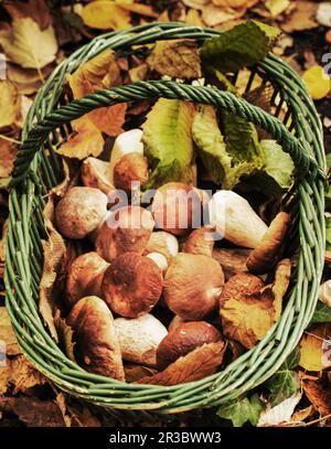 Porcini mushrooms in a basket being gathered in the forest Stock Photo