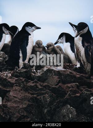 a closeup shot of Chinstrap Penguins with two young chicks in Antarctica. Stock Photo