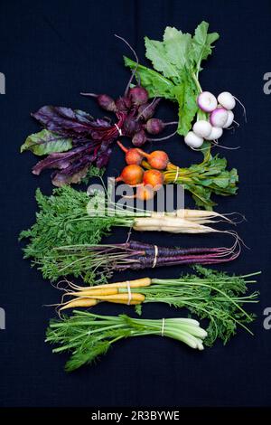 Young fennel, carrots, beets and turnips Stock Photo